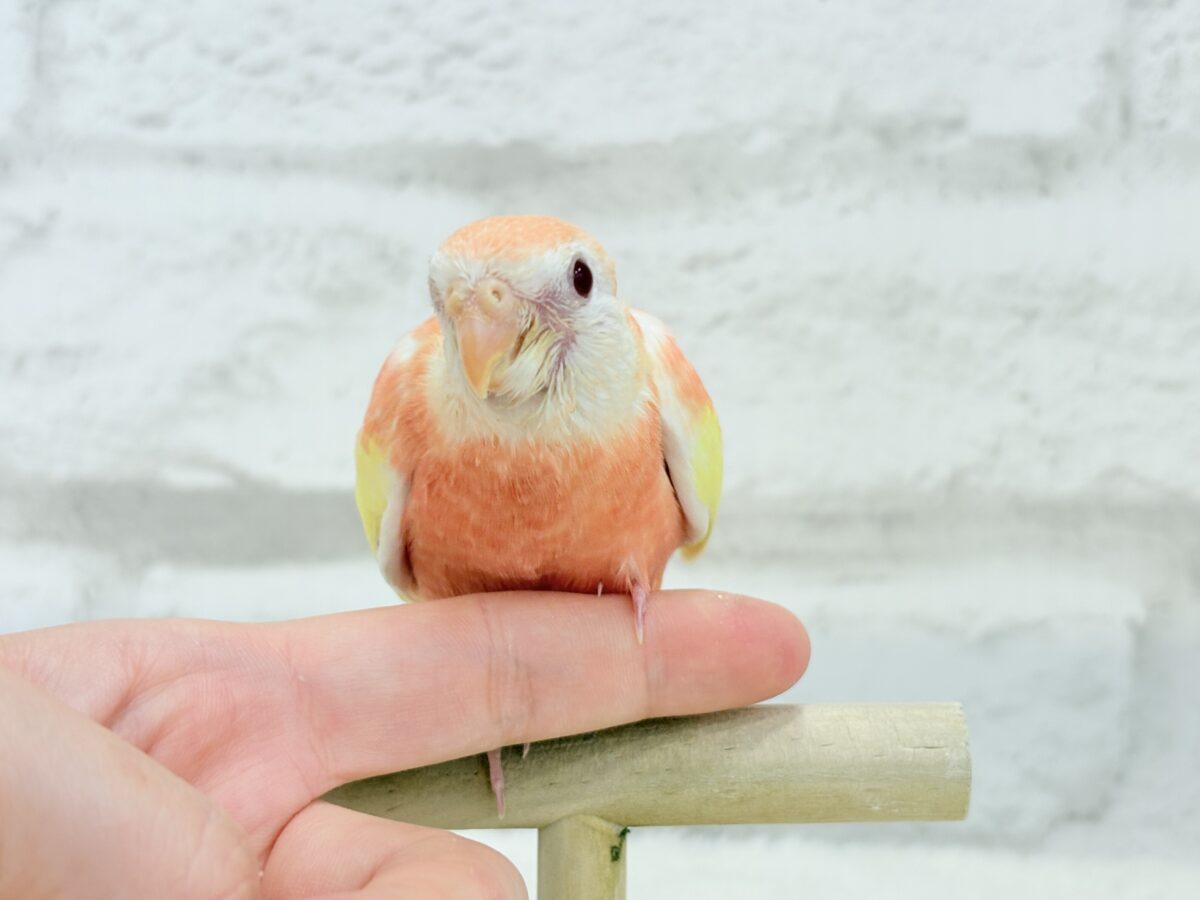 アキクサインコ（秋草インコ）