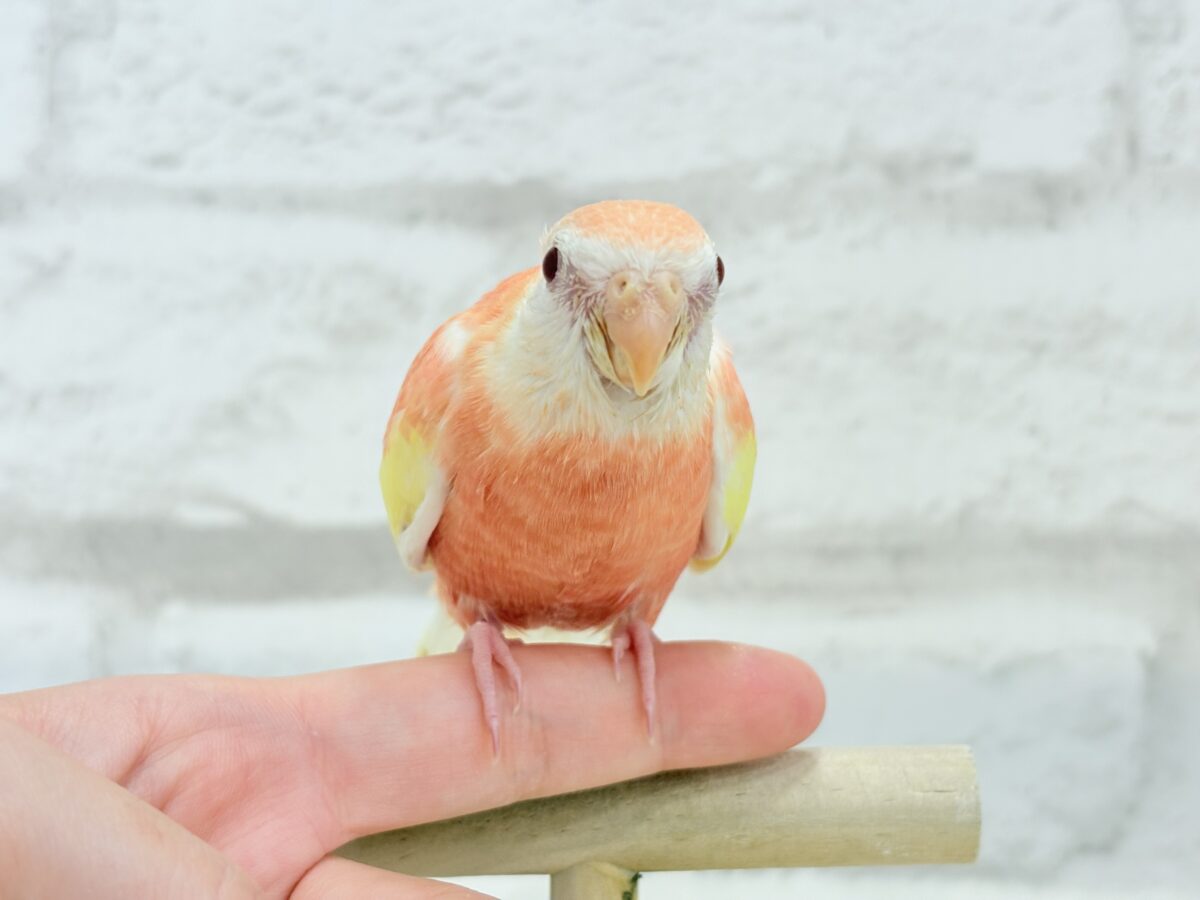 【最新画像更新🪄ひとり餌になりました☆】透明感たっぷり♡高嶺の存在感🌷アキクサインコ(ルビノー) ヒナ アキクサインコ(秋草インコ)