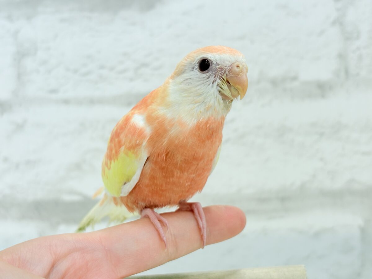 【最新画像更新🪄ひとり餌になりました☆】透明感たっぷり♡高嶺の存在感🌷アキクサインコ(ルビノー) ヒナ アキクサインコ(秋草インコ)