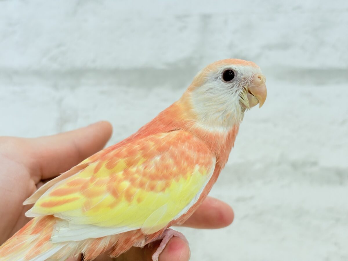 アキクサインコ（秋草インコ）