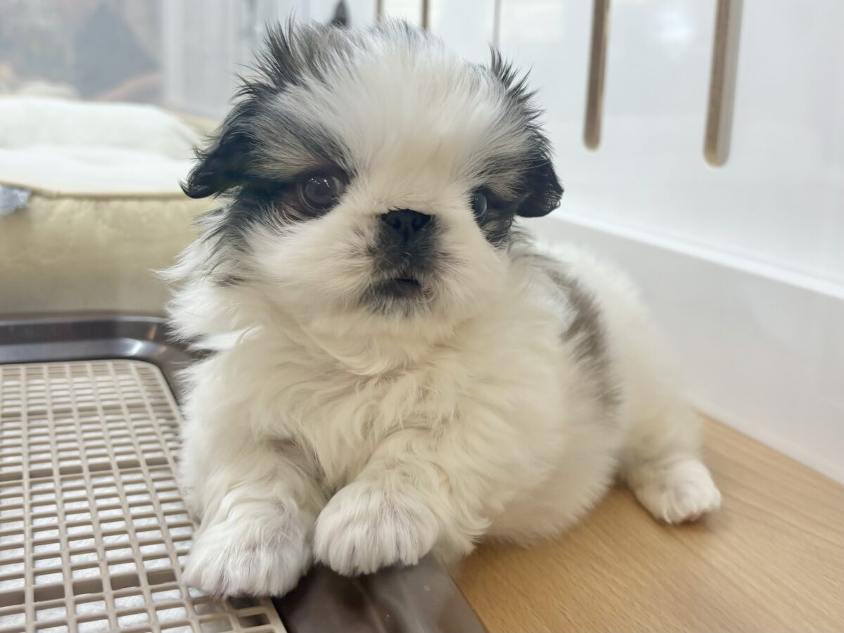 超ホヤホヤ最新画像✨可愛すぎて語尾にハートが……ペキニーズくん! ペキニーズ