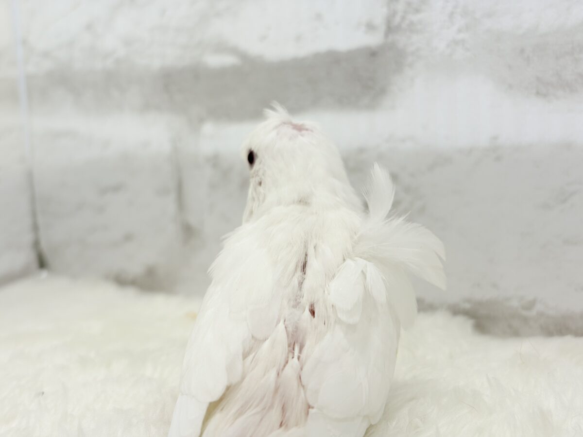 【最新画像・動画更新🪄もうすぐひとり餌☆】1度見たら忘れられない🐣🌀🤍梵天セキセイインコ(アルビノ) ヒナ 梵天セキセイインコ