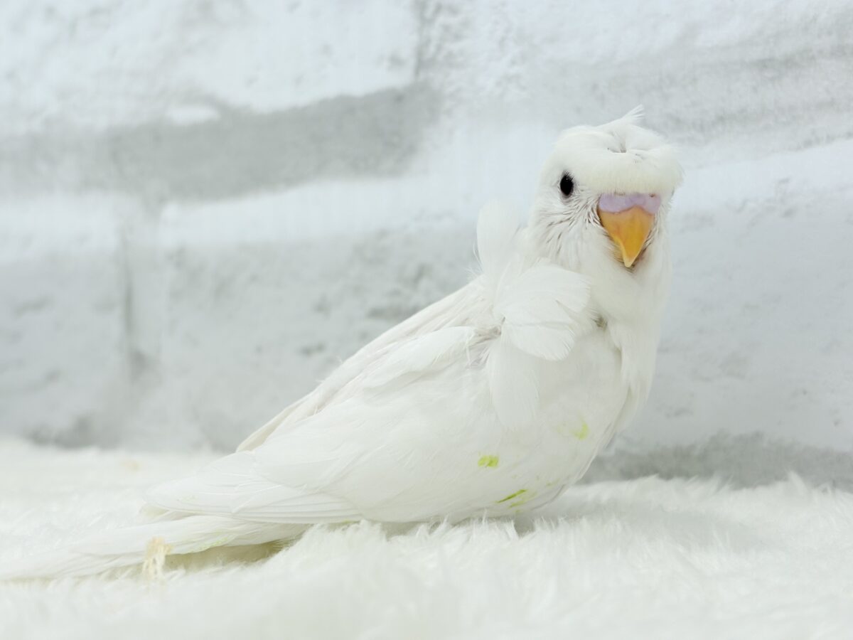 【最新画像・動画更新🪄もうすぐひとり餌☆】1度見たら忘れられない🐣🌀🤍梵天セキセイインコ(アルビノ) ヒナ 梵天セキセイインコ