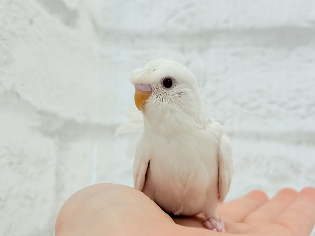 【最新画像・動画更新🪄もうすぐひとり餌☆】1度見たら忘れられない🐣🌀🤍梵天セキセイインコ(アルビノ) ヒナ 梵天セキセイインコ