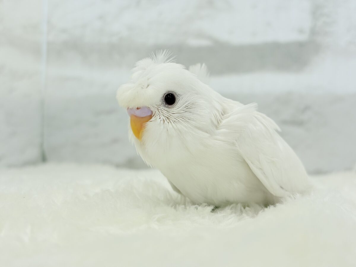 【最新画像・動画更新🪄もうすぐひとり餌☆】1度見たら忘れられない🐣🌀🤍梵天セキセイインコ(アルビノ) ヒナ 梵天セキセイインコ