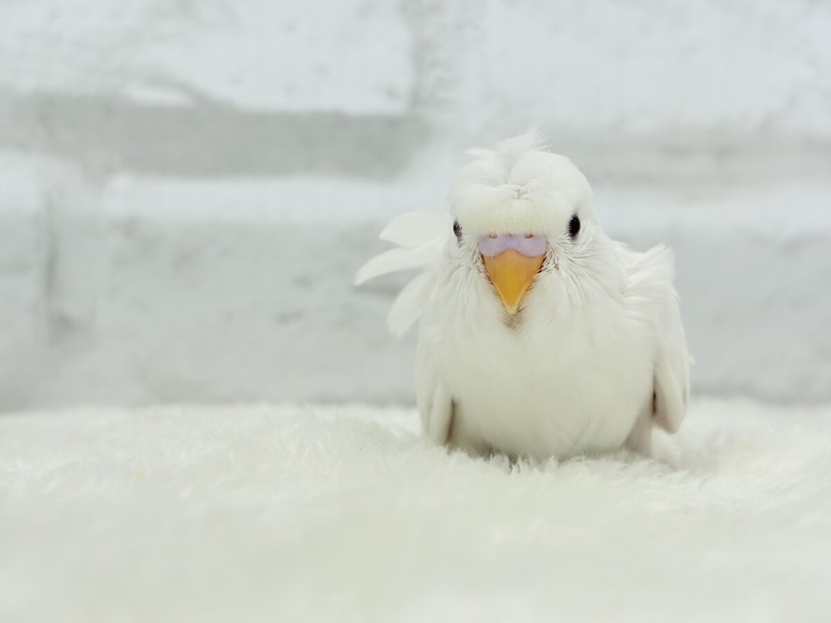 【最新画像・動画更新🪄もうすぐひとり餌☆】1度見たら忘れられない🐣🌀🤍梵天セキセイインコ(アルビノ) ヒナ 梵天セキセイインコ