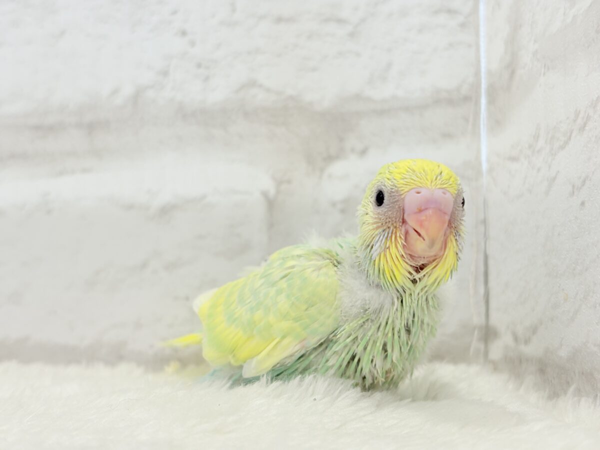 セキセイインコ