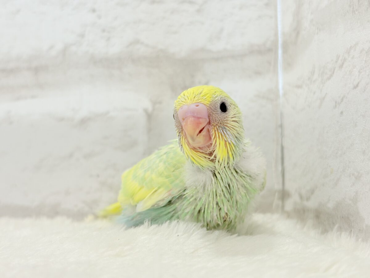 アイドル級💖ベビーフェイス🐣💚セキセイインコ(パステルカラーレインボー) ヒナ セキセイインコ