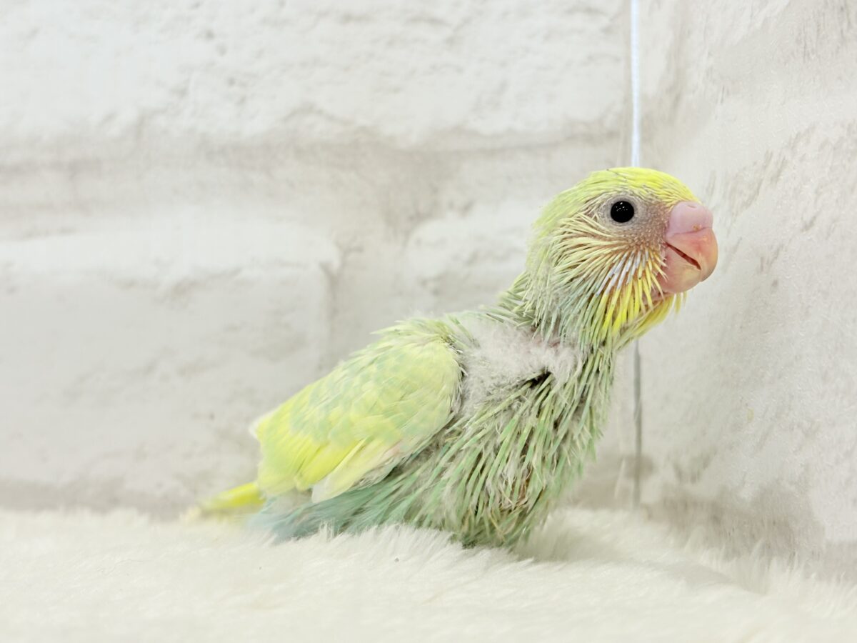 アイドル級💖ベビーフェイス🐣💚セキセイインコ(パステルカラーレインボー) ヒナ セキセイインコ