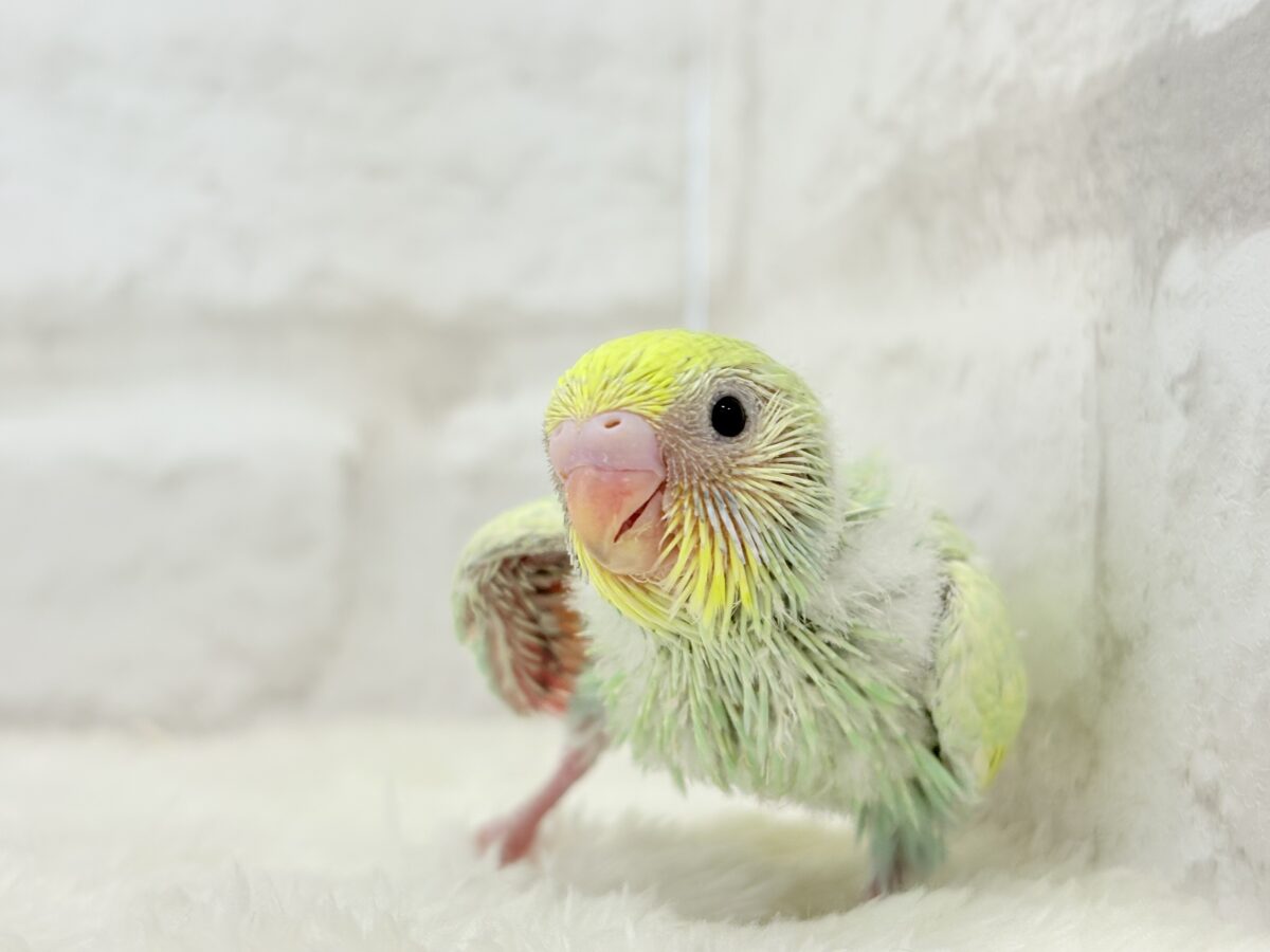 セキセイインコ