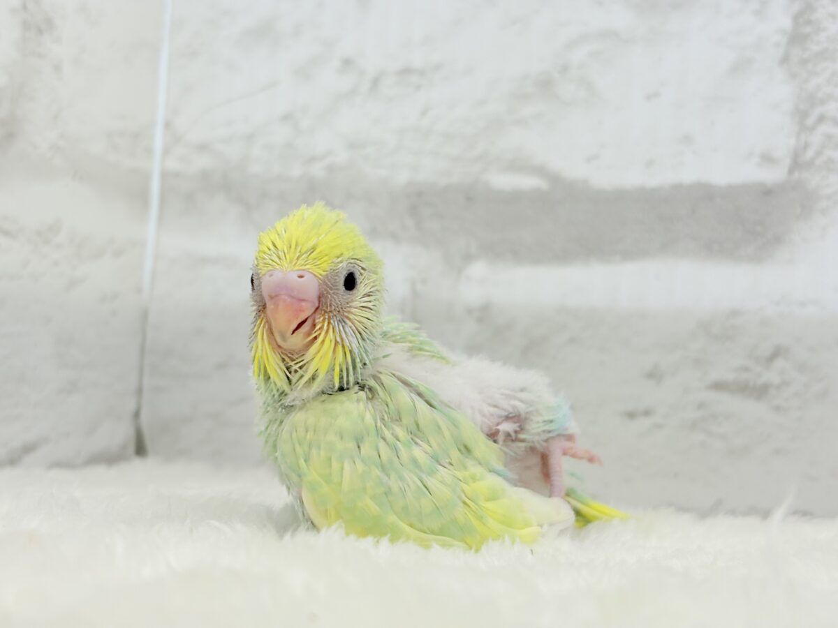 セキセイインコ