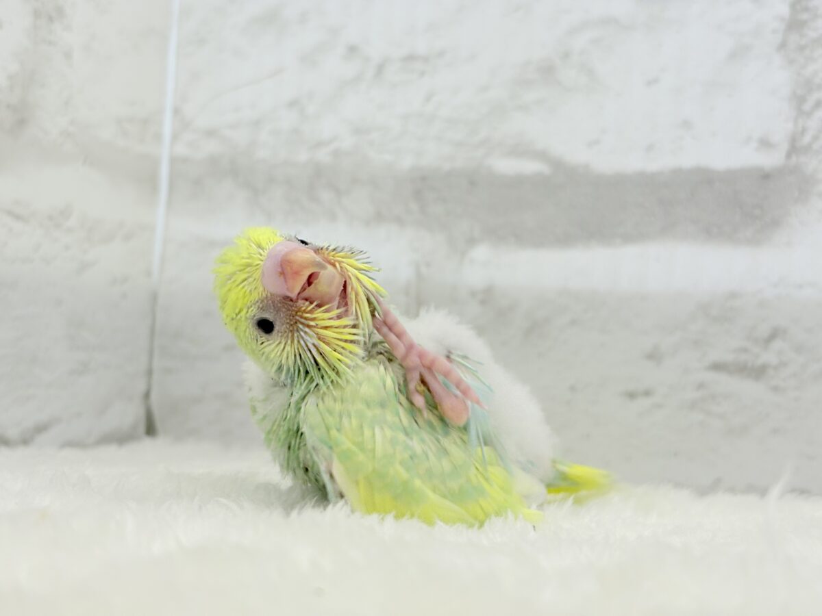 セキセイインコ
