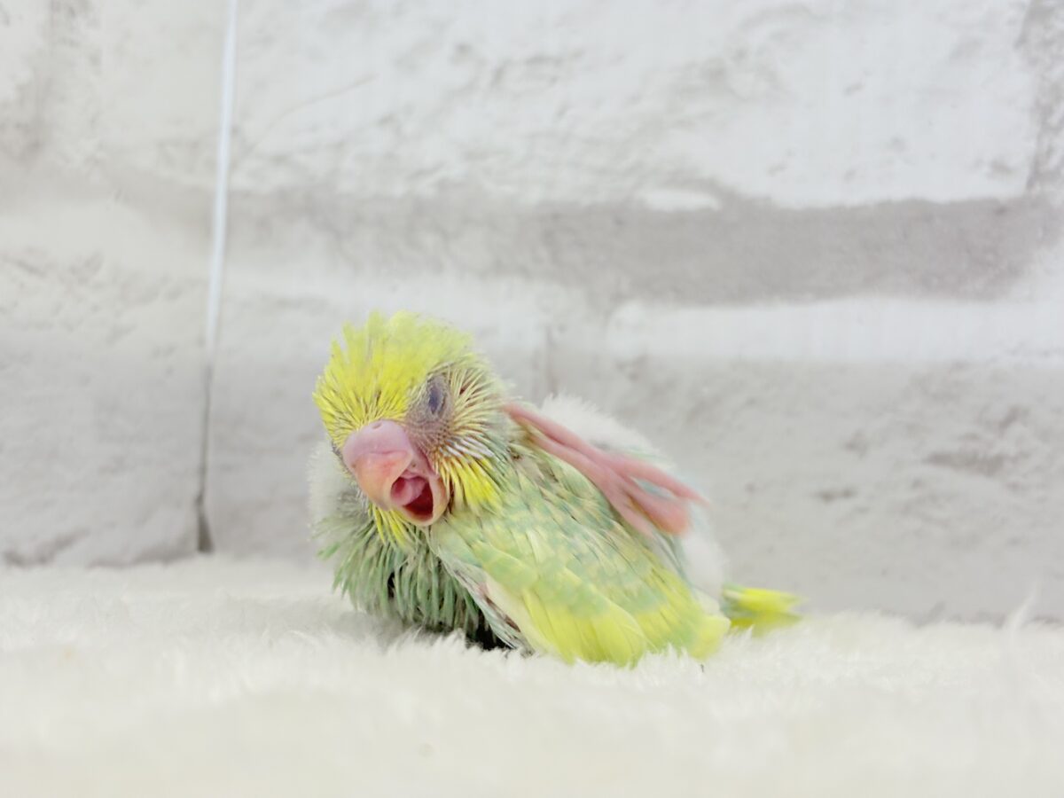 セキセイインコ