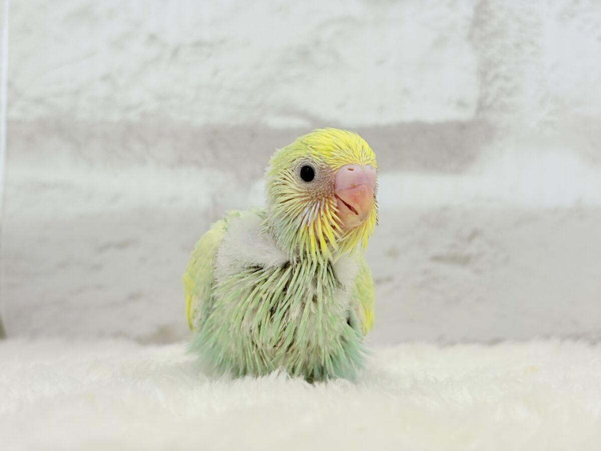 アイドル級💖ベビーフェイス🐣💚セキセイインコ(パステルカラーレインボー) ヒナ セキセイインコ