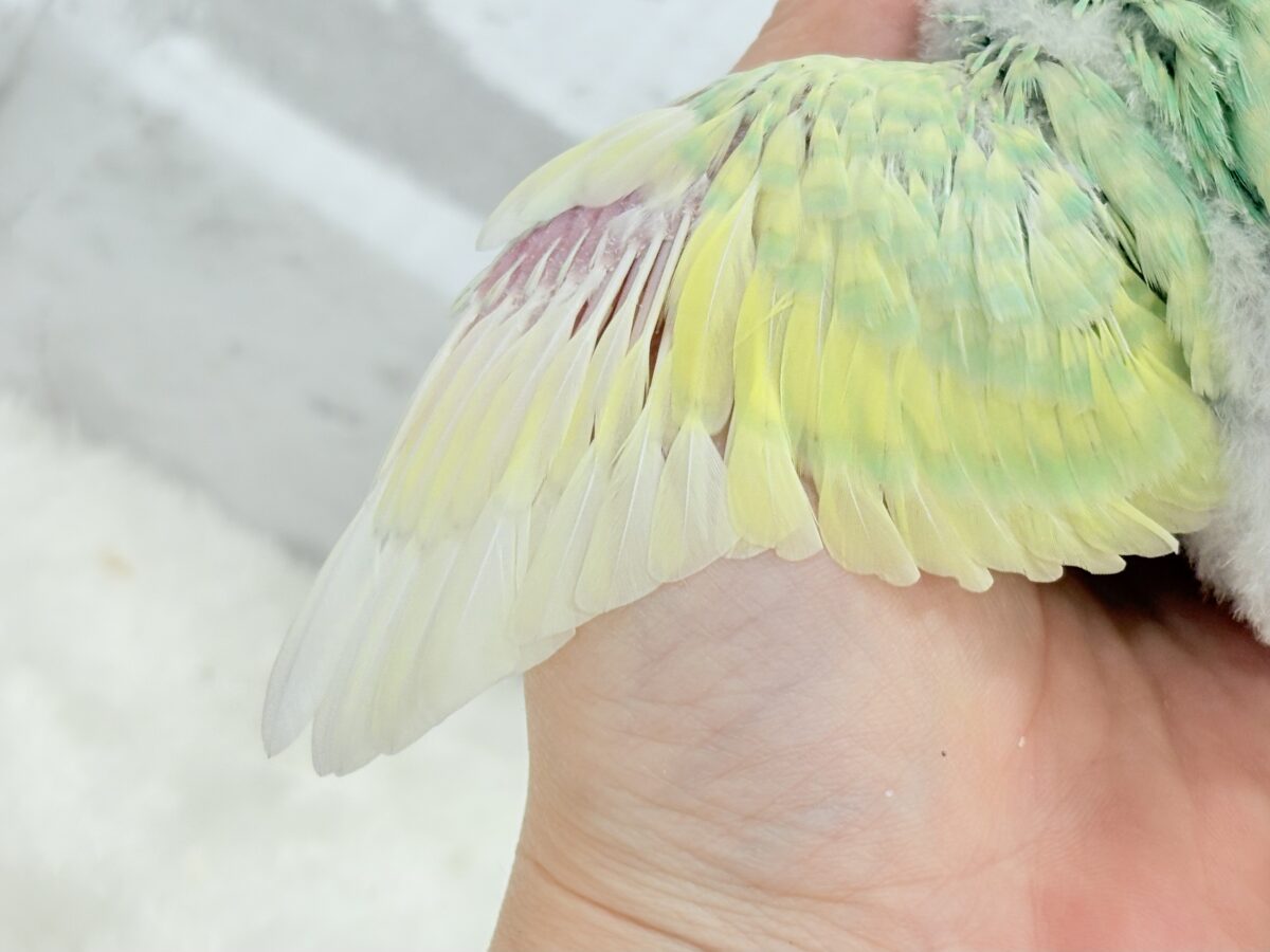 アイドル級💖ベビーフェイス🐣💚セキセイインコ(パステルカラーレインボー) ヒナ セキセイインコ