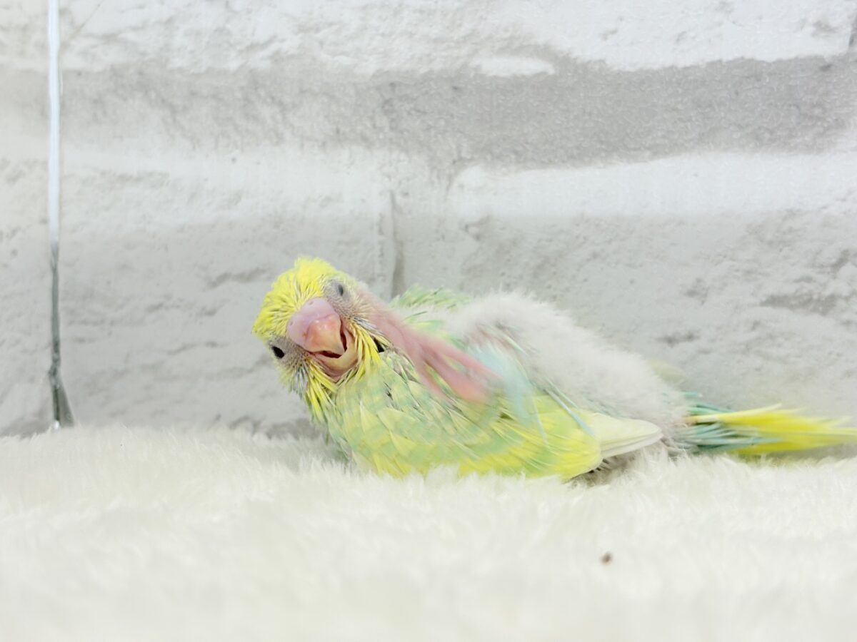 アイドル級💖ベビーフェイス🐣💚セキセイインコ(パステルカラーレインボー) ヒナ セキセイインコ