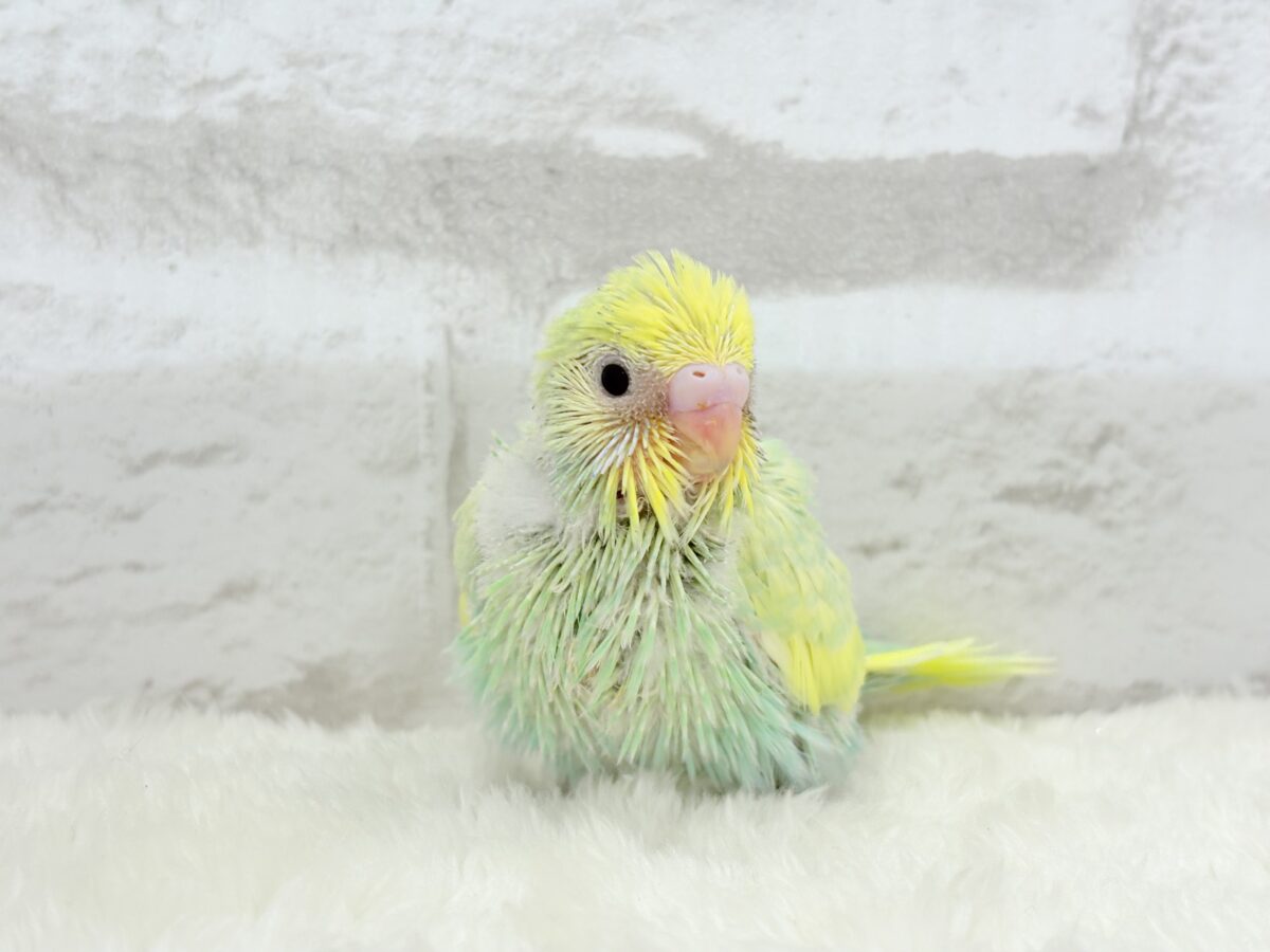 アイドル級💖ベビーフェイス🐣💚セキセイインコ(パステルカラーレインボー) ヒナ セキセイインコ