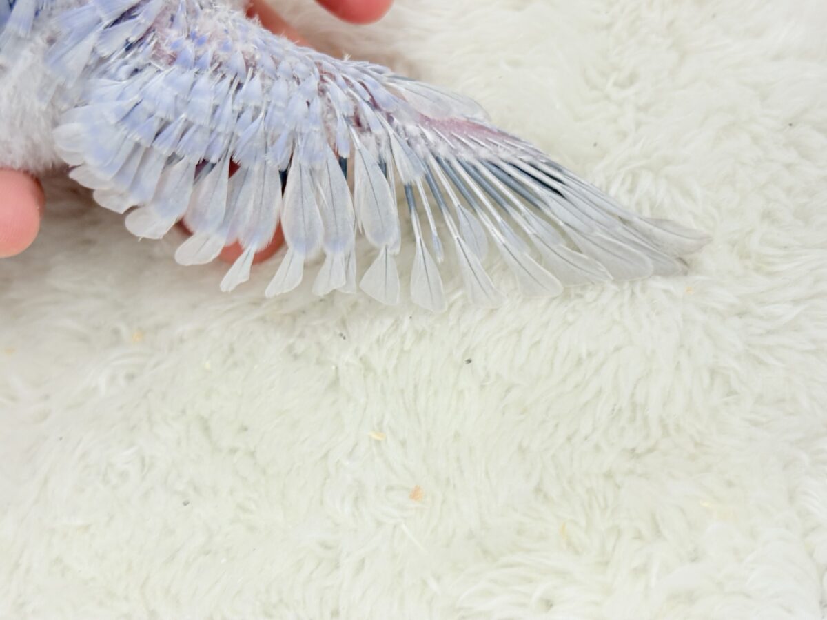 【最新画像更新🪄】目が合ったらイチコロです🐣セキセイインコ(スパングル) ヒナ セキセイインコ