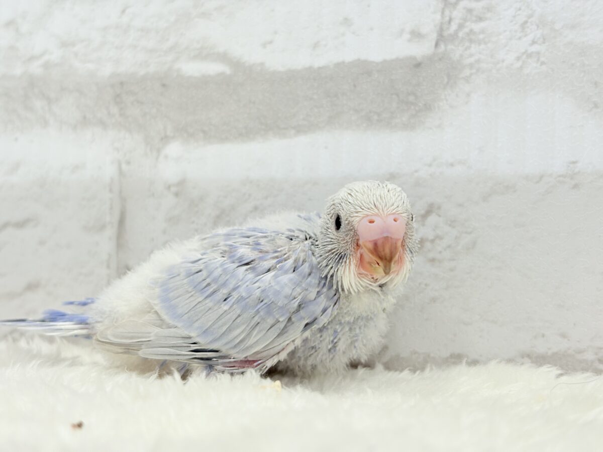 【最新画像更新🪄】目が合ったらイチコロです🐣セキセイインコ(スパングル) ヒナ セキセイインコ