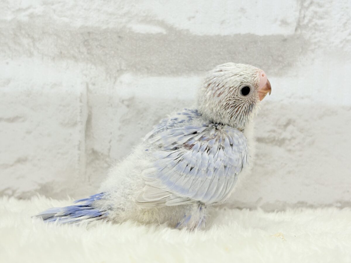 【最新画像更新🪄】目が合ったらイチコロです🐣セキセイインコ(スパングル) ヒナ セキセイインコ
