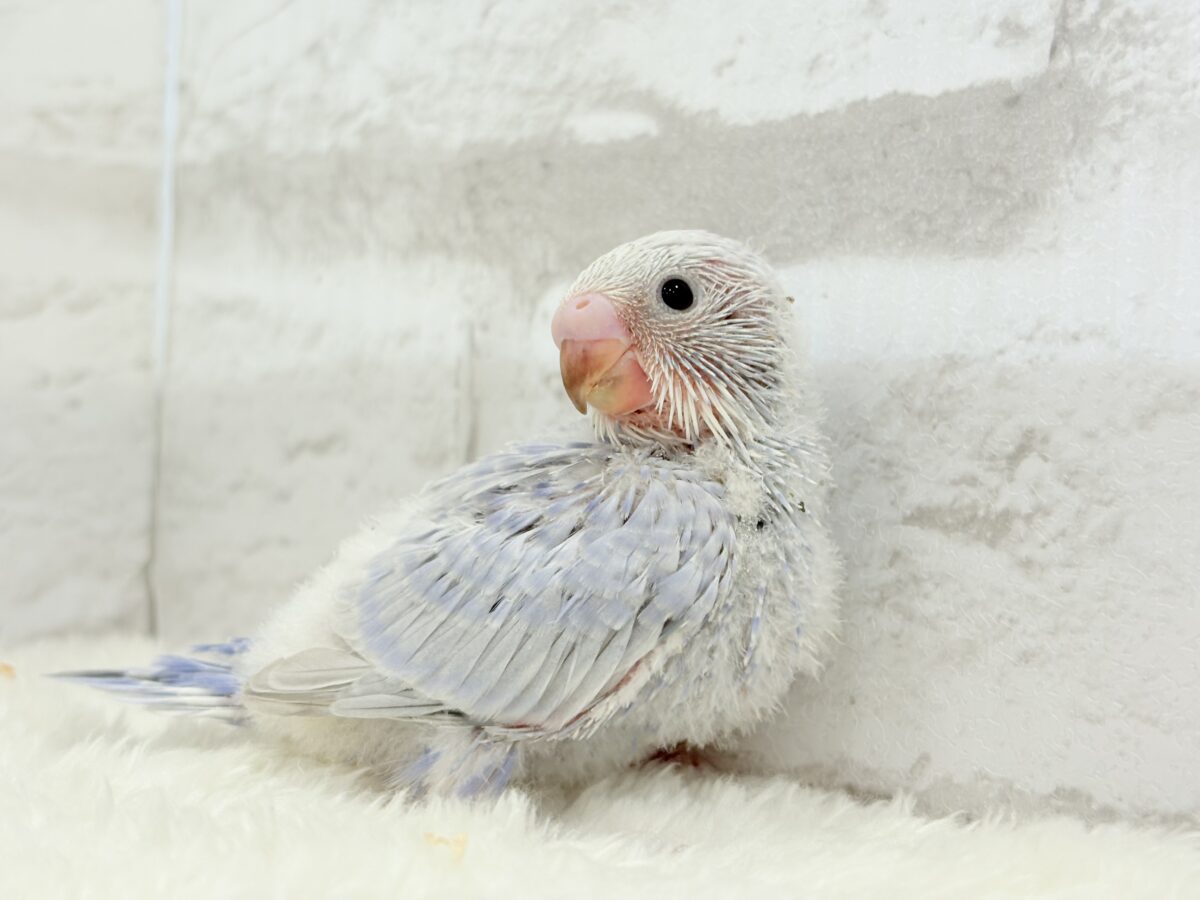【最新画像更新🪄】目が合ったらイチコロです🐣セキセイインコ(スパングル) ヒナ セキセイインコ