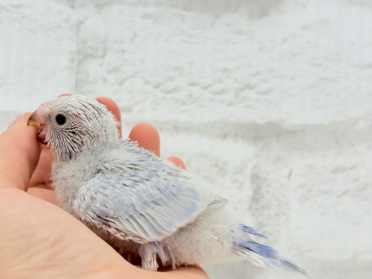 【最新画像更新🪄】目が合ったらイチコロです🐣セキセイインコ(スパングル) ヒナ セキセイインコ