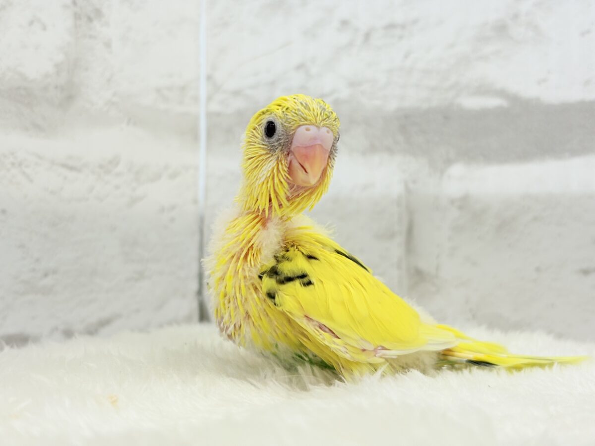 【最新画像更新🪄】のりたまちゃんとピクニック🌷🐥セキセイインコ(黄色ハルクイン) ヒナ セキセイインコ