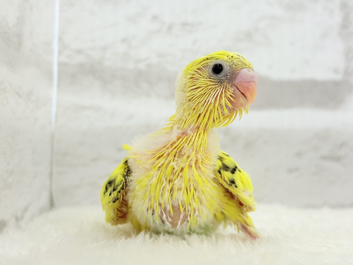 【最新画像更新🪄】のりたまちゃんとピクニック🌷🐥セキセイインコ(黄色ハルクイン) ヒナ セキセイインコ