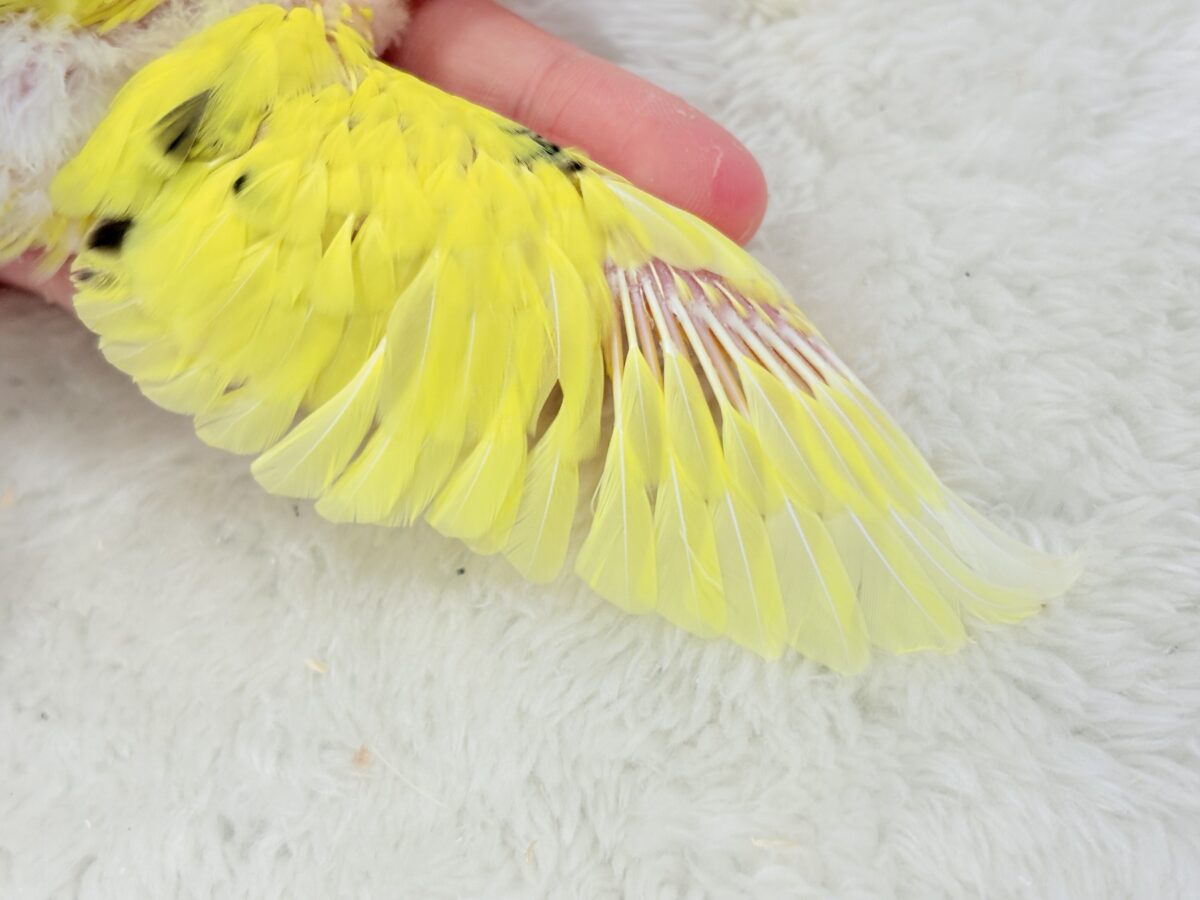 【最新画像更新🪄】のりたまちゃんとピクニック🌷🐥セキセイインコ(黄色ハルクイン) ヒナ セキセイインコ