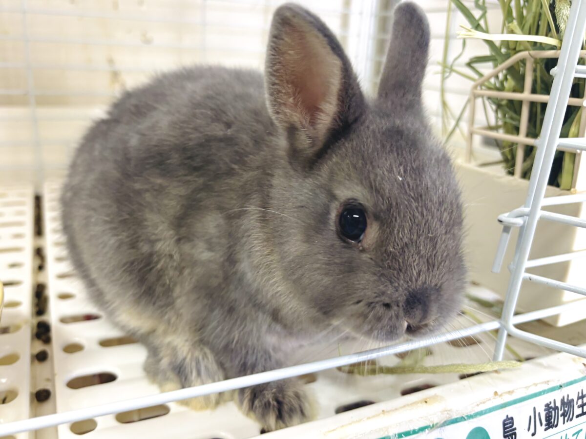 ネザーランドドワーフラビット オパール 女の子 🐰𓂃◌𓈒𓐍🫧⟡.· ネザーランドドワーフ