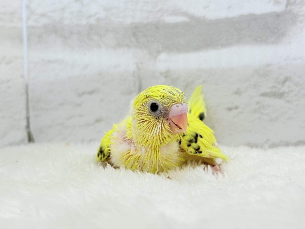 【最新画像更新🪄】のりたまちゃんとピクニック🌷🐥セキセイインコ(黄色ハルクイン) ヒナ セキセイインコ