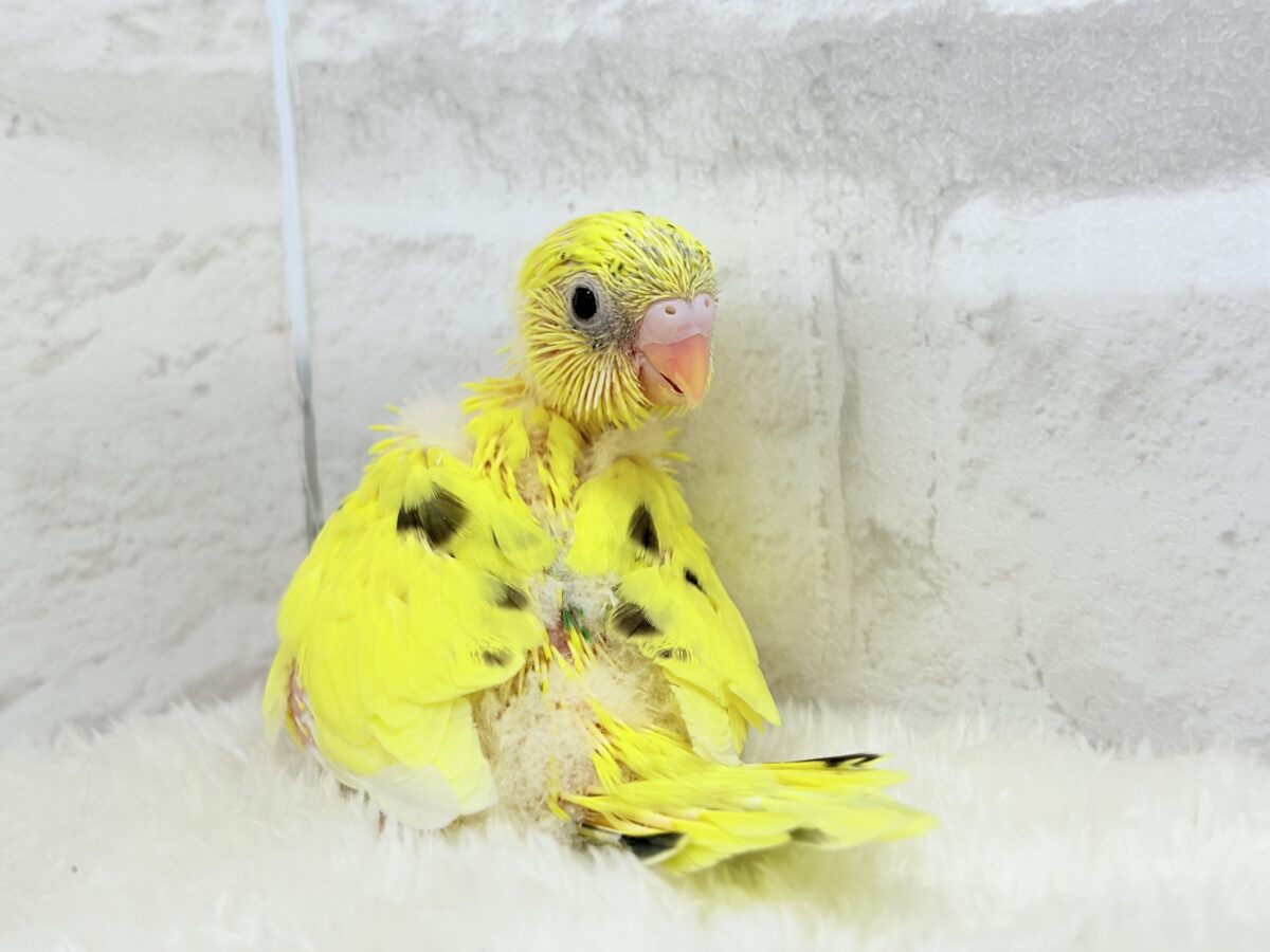 セキセイインコ