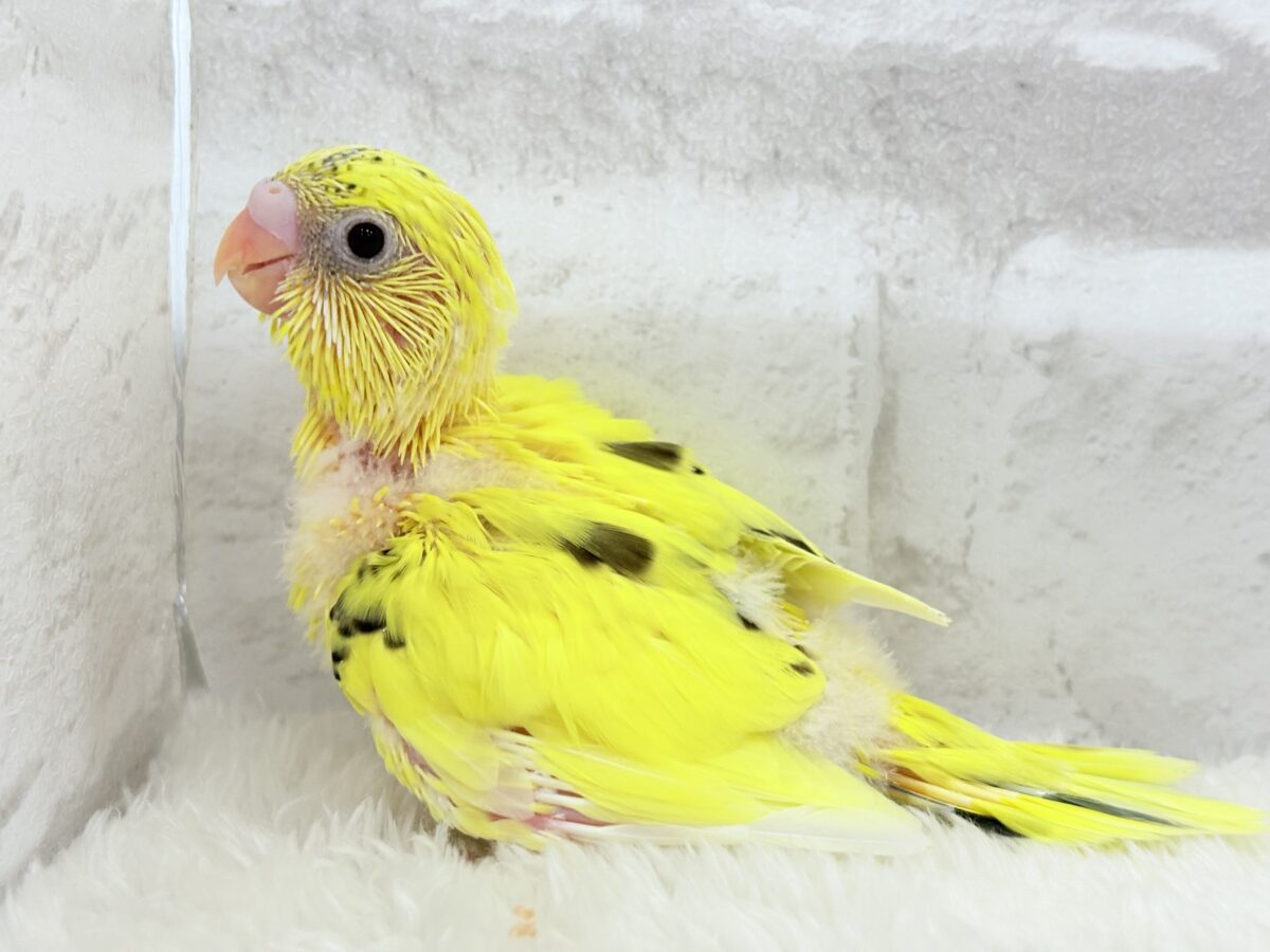 【最新画像更新🪄】のりたまちゃんとピクニック🌷🐥セキセイインコ(黄色ハルクイン) ヒナ セキセイインコ