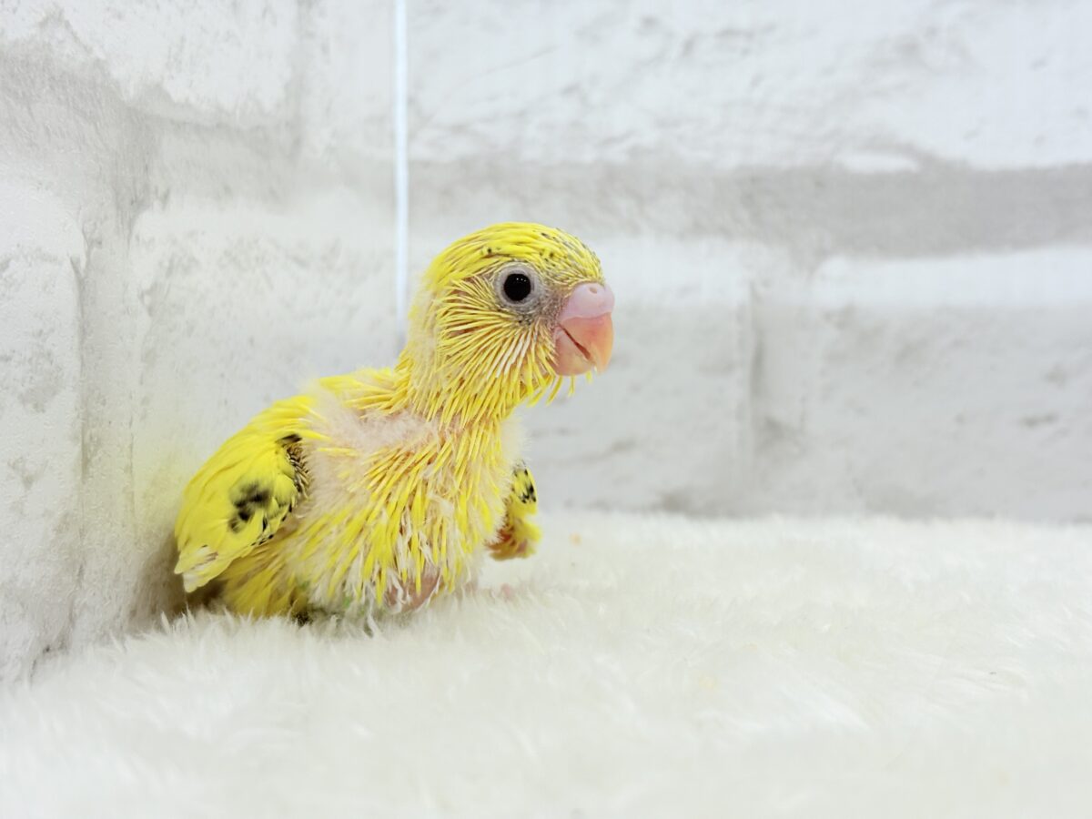 セキセイインコ