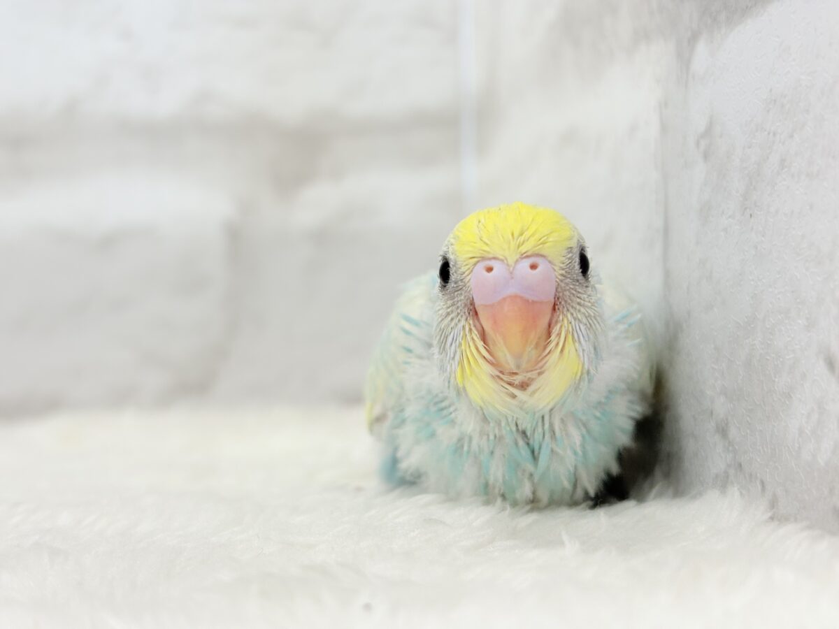 淡々ソーダカラー🐣🫧セキセイインコ(パステルレインボー) ヒナ セキセイインコ