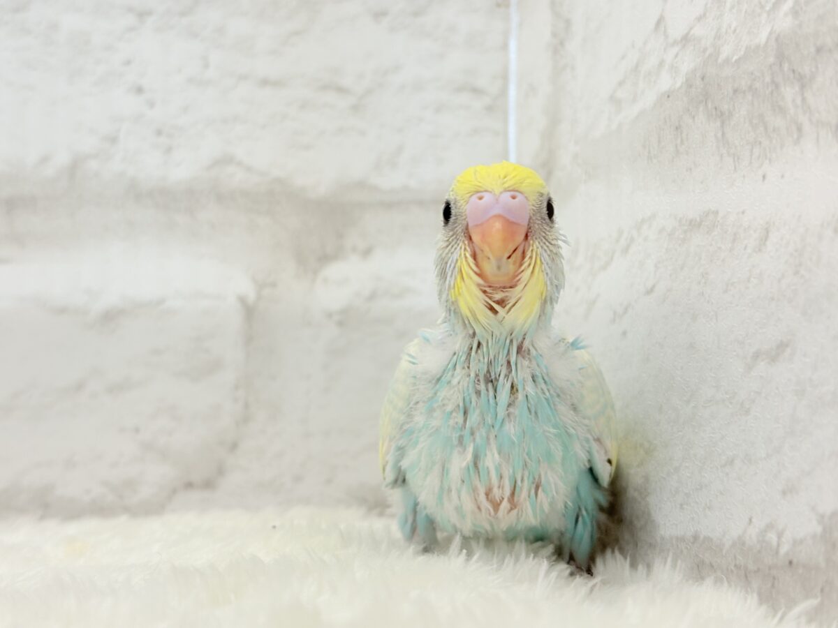 淡々ソーダカラー🐣🫧セキセイインコ(パステルレインボー) ヒナ セキセイインコ