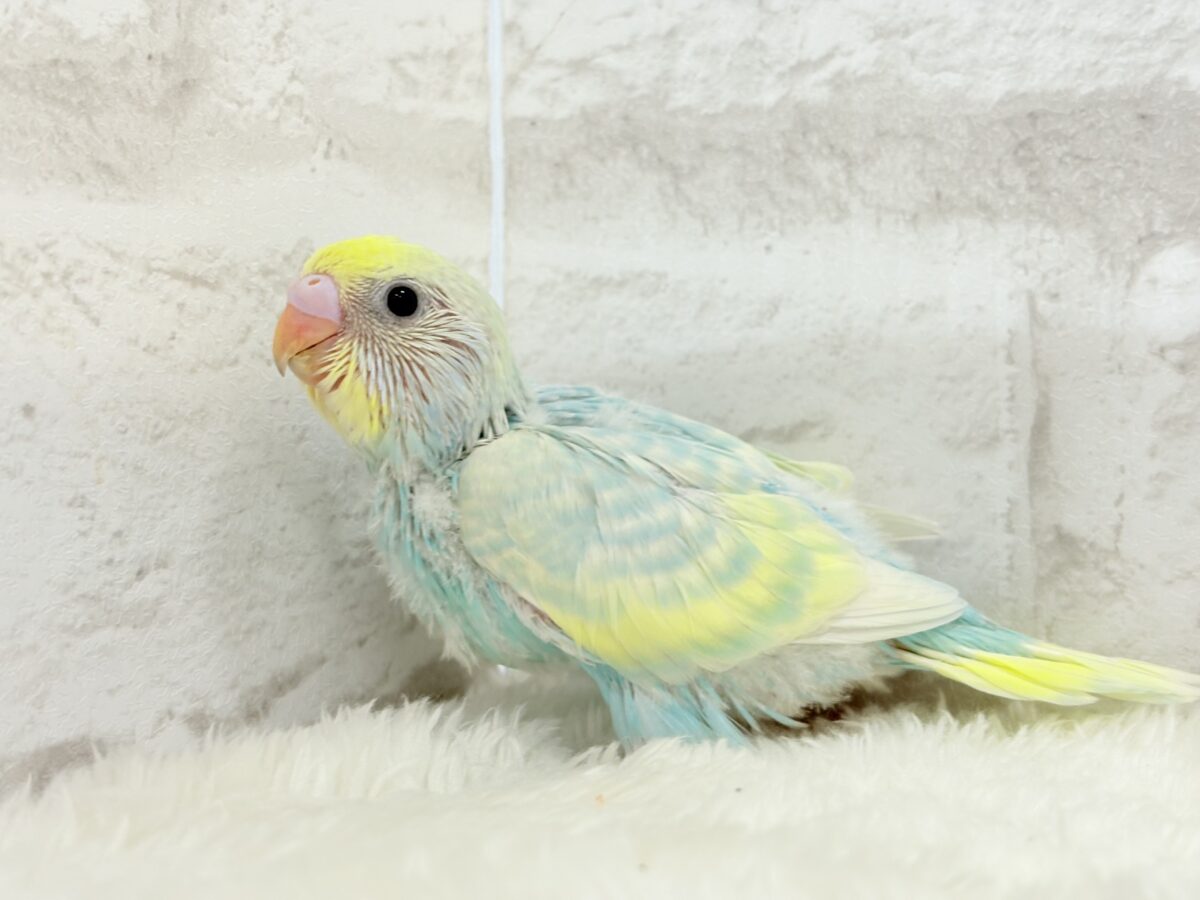 淡々ソーダカラー🐣🫧セキセイインコ(パステルレインボー) ヒナ セキセイインコ