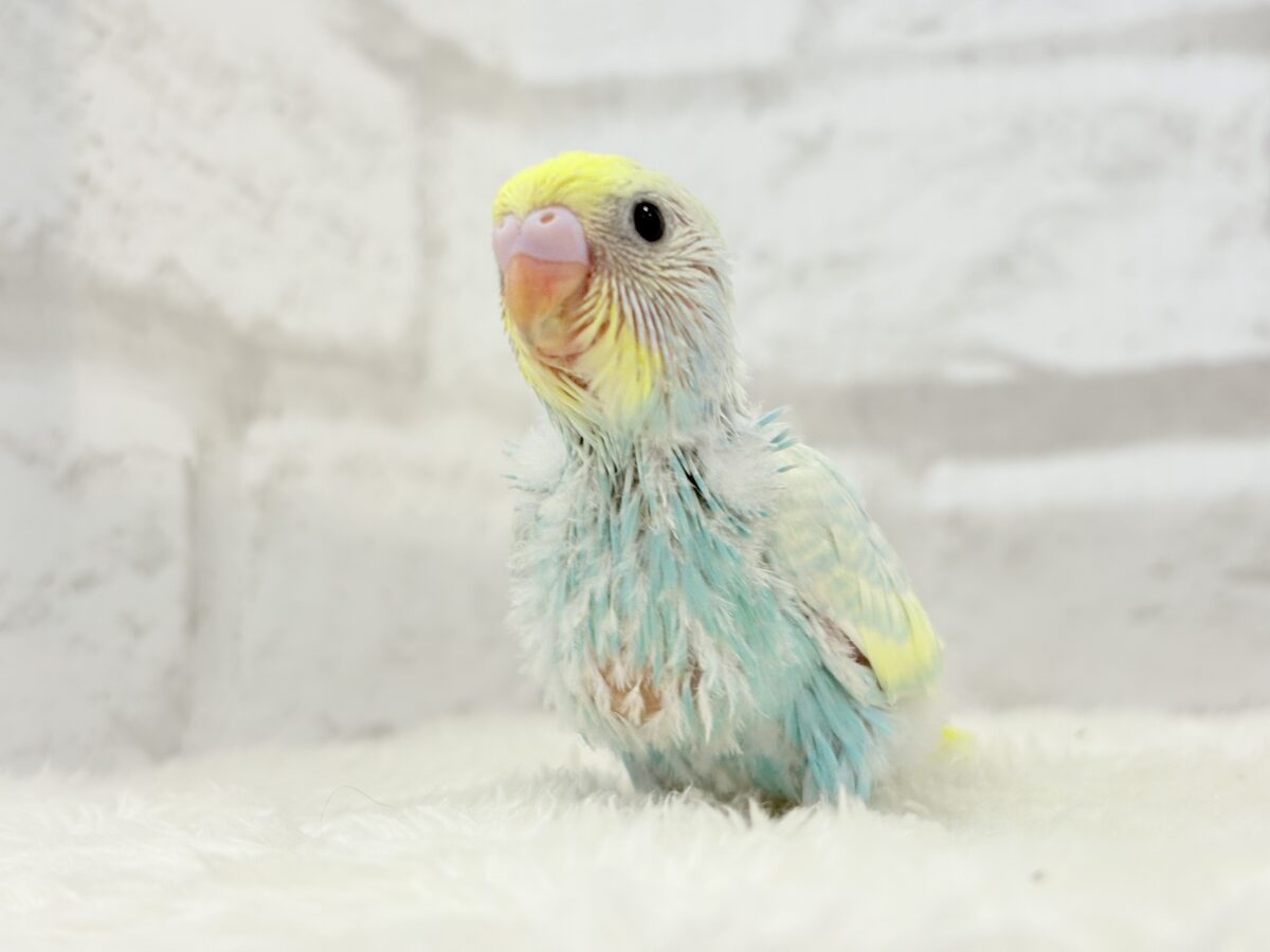 淡々ソーダカラー🐣🫧セキセイインコ(パステルレインボー) ヒナ セキセイインコ