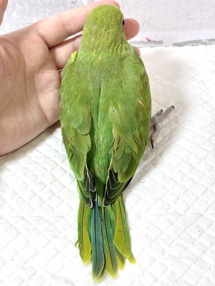 ワカケホンセイインコ（月の輪インコ）