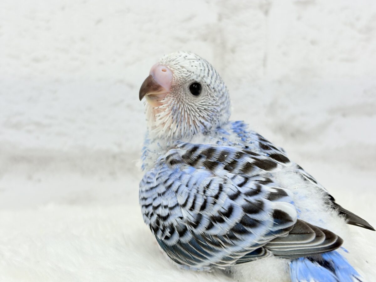 セキセイ界のアイドルです🐣✨セキセイインコ(オパーリン) ヒナ セキセイインコ