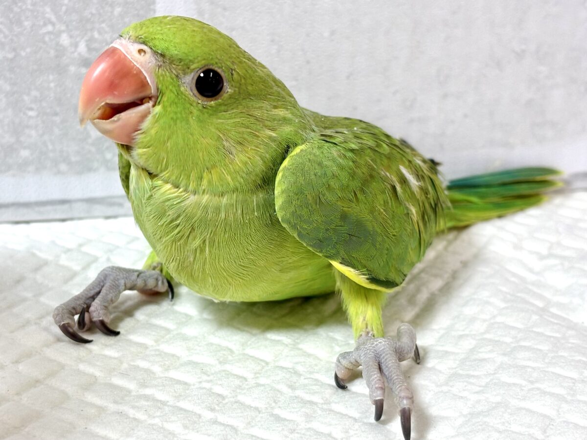 ワカケホンセイインコ(月の輪インコ) ノーマル 💚🍏 ワカケホンセイインコ(月の輪インコ)