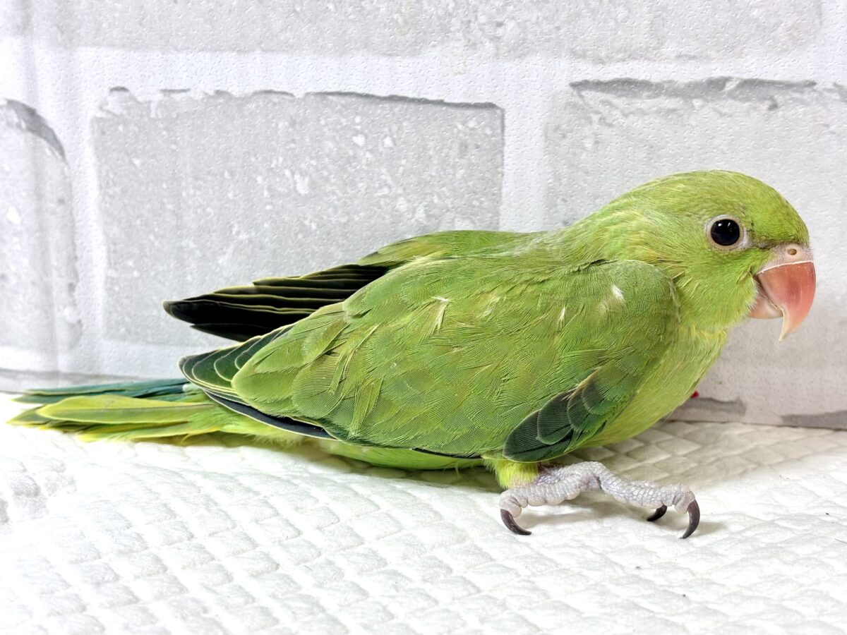 ワカケホンセイインコ(月の輪インコ) ノーマル 💚🍏 ワカケホンセイインコ(月の輪インコ)