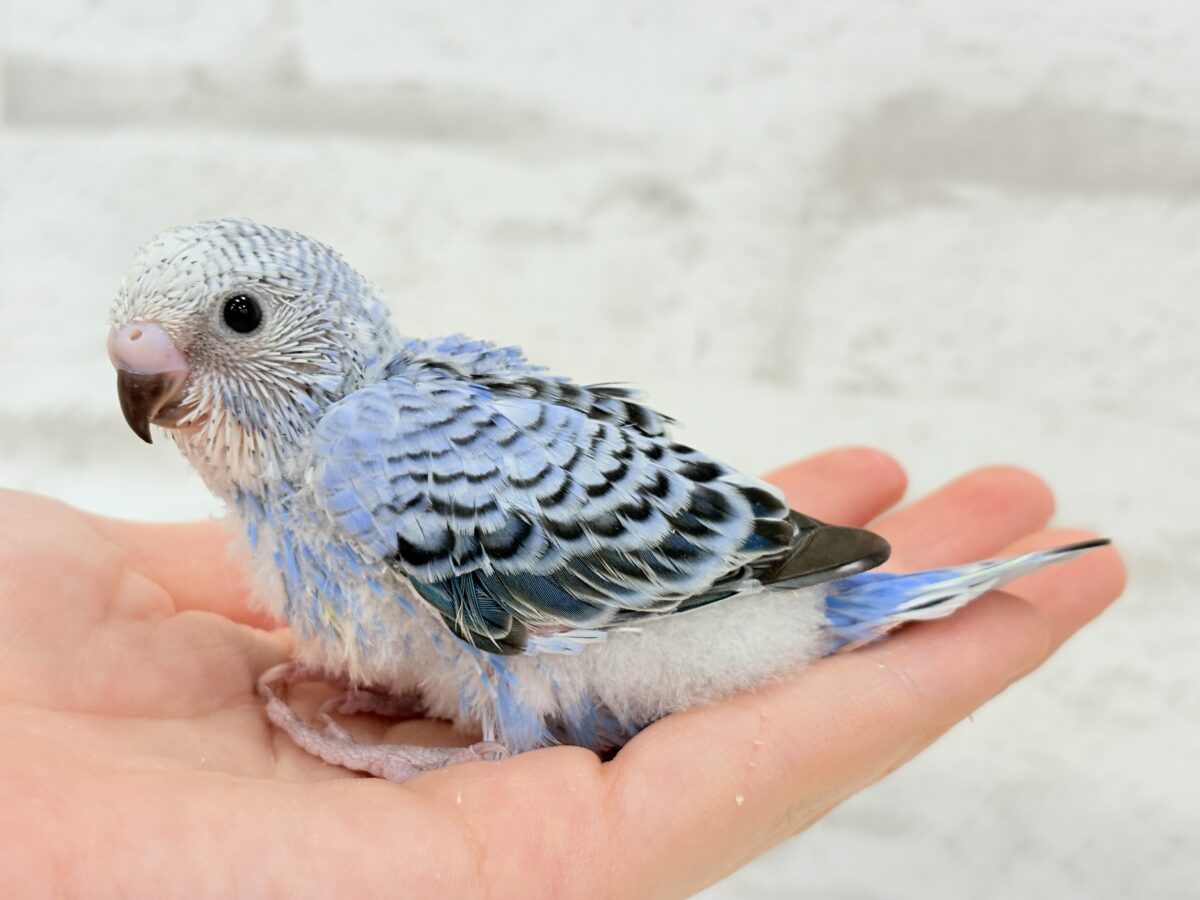 セキセイ界のアイドルです🐣✨セキセイインコ(オパーリン) ヒナ セキセイインコ