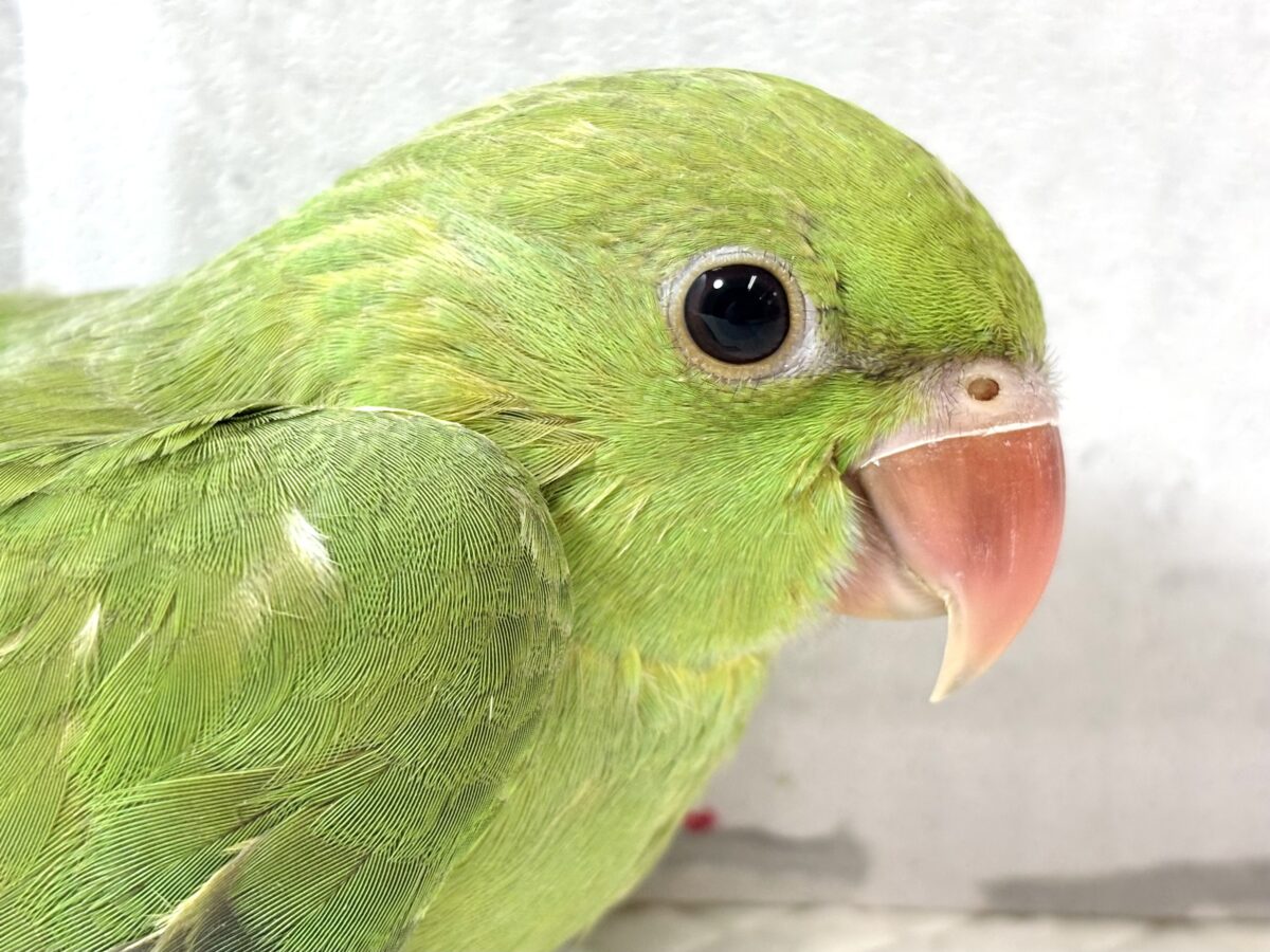 ワカケホンセイインコ(月の輪インコ) ノーマル 💚🍏 ワカケホンセイインコ(月の輪インコ)