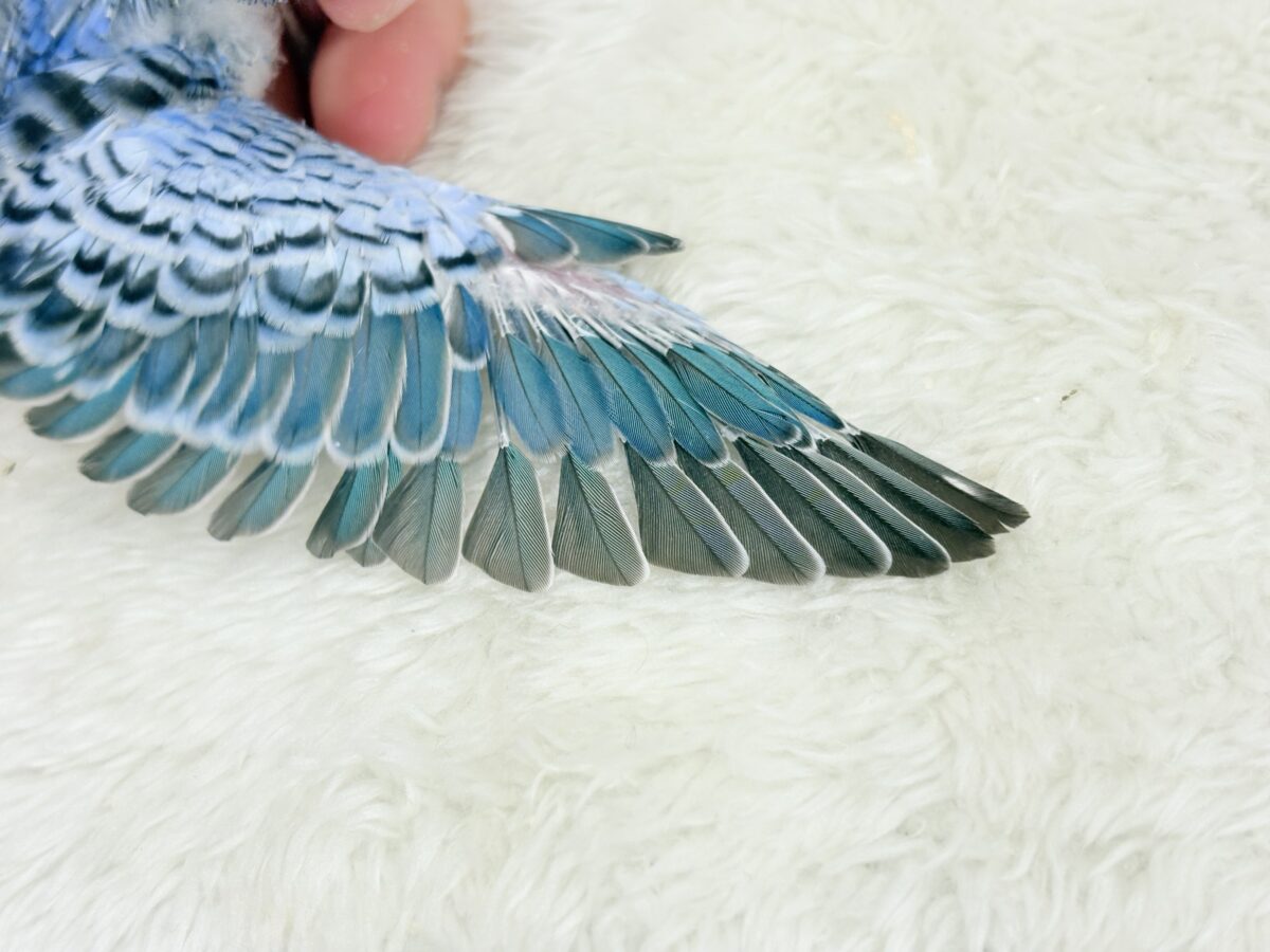 セキセイ界のアイドルです🐣✨セキセイインコ(オパーリン) ヒナ セキセイインコ