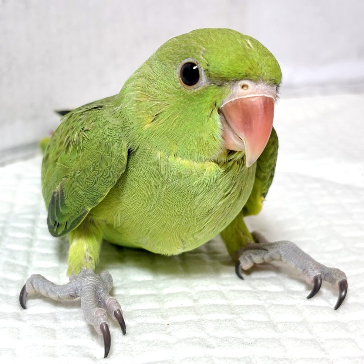 ワカケホンセイインコ（月の輪インコ）