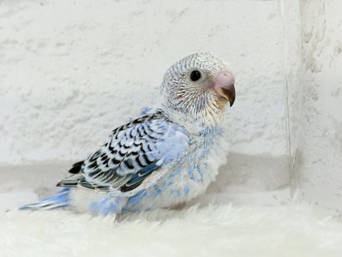 セキセイ界のアイドルです🐣✨セキセイインコ(オパーリン) ヒナ セキセイインコ