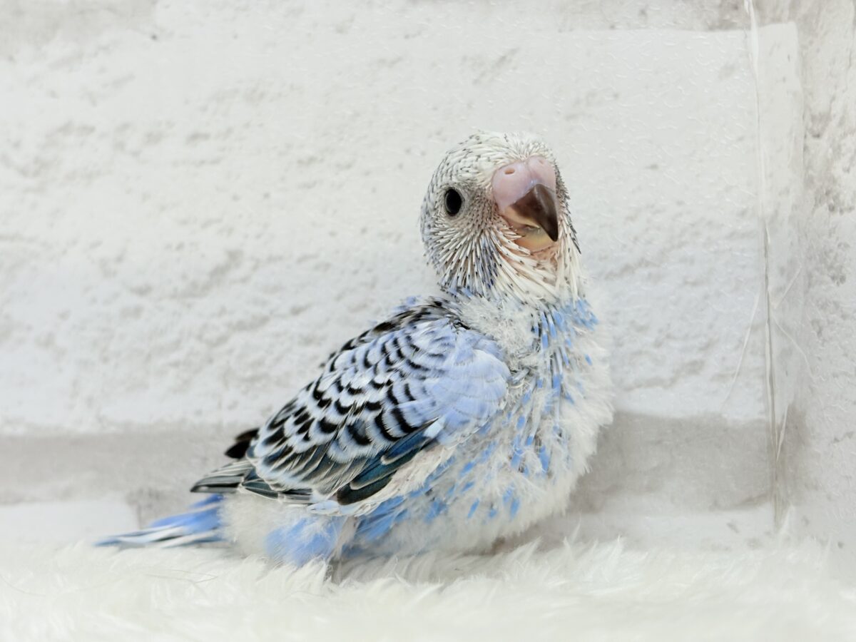 セキセイ界のアイドルです🐣✨セキセイインコ(オパーリン) ヒナ セキセイインコ