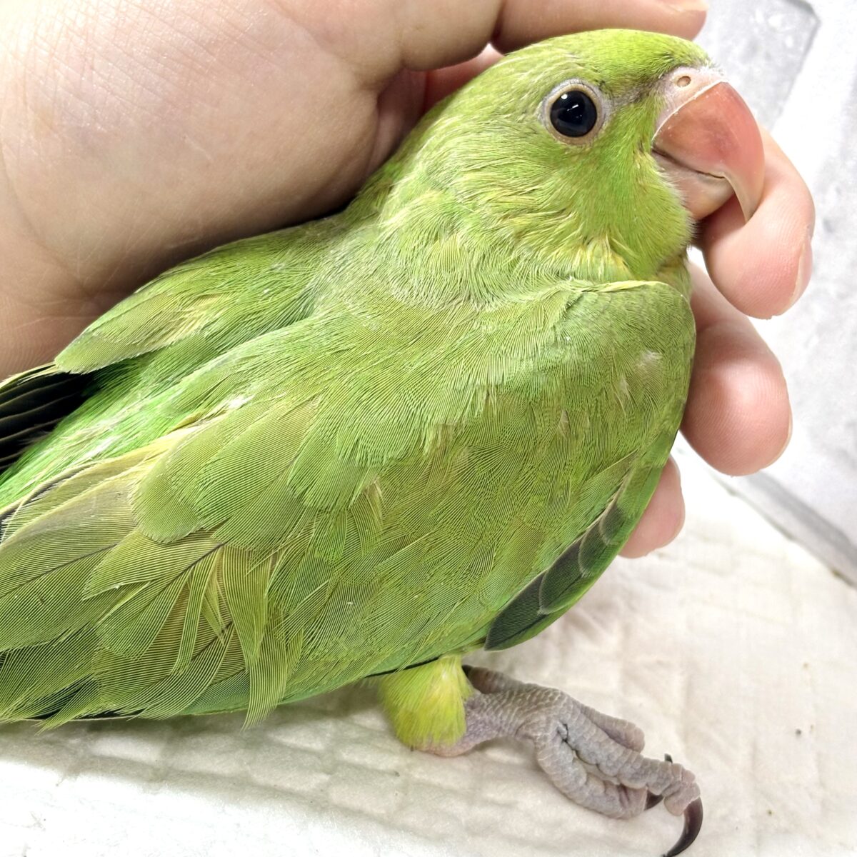 ワカケホンセイインコ（月の輪インコ）