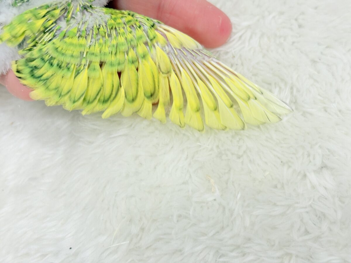 【最新画像更新🪄】新緑カラー🌿💚セキセイインコ(スパングル) ヒナ セキセイインコ